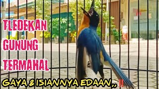 Download lagu Tledekan gunung TERMAHAL‼️Volume & gayanya Edaan. mp3 Download lagu Tledekan gunung TERMAHAL‼️Volume & gayanya Edaan. mp3