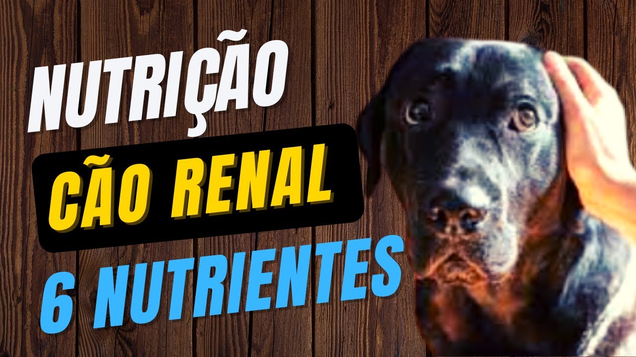 Nutrição para Cão Renal: [6 Nutrientes] Para Atenção + Alimentos Sim e Não