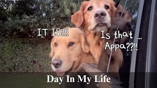 Day in the Life Vlog | Fridge Restock, Backyard Cleanup & Surprising my dogs picking up dog dad!
