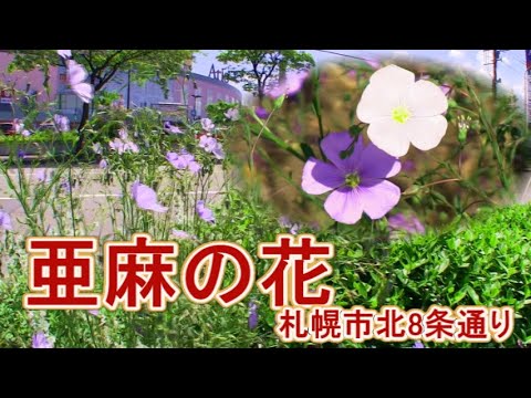 多年生亜麻 植物