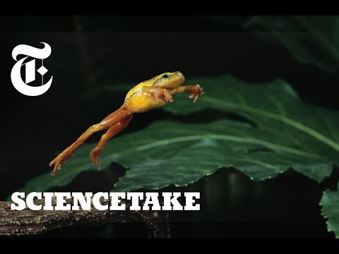 How Frogs Got Their Vertical Leap | ScienceTake