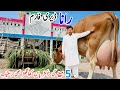 Rana Dairy Farm Biggest Jersey Cow Friesian Cross Cows Khngar Cow Pk Janwar Mandi