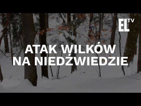 Wilki atakują niedźwiedzie 
