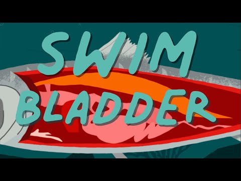 Long Story Shorts: Why Do Fish Have Gas?