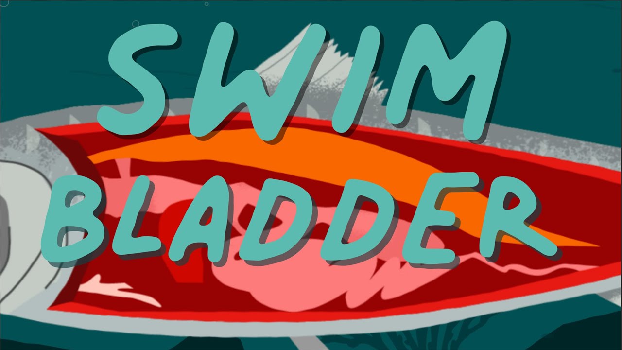 Long Story Shorts: Why Do Fish Have Gas?