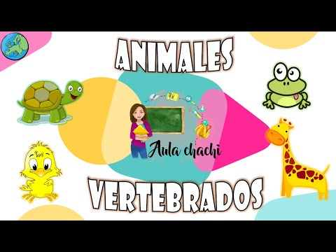 Animales Vertebrados | Aula chachi - Vídeos educativos para niños