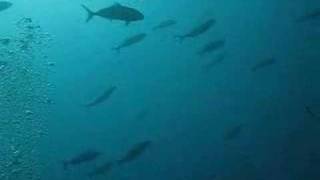 preview picture of video 'Surrounded by a school of Amberjack at Kas, Turkey, Part 2'