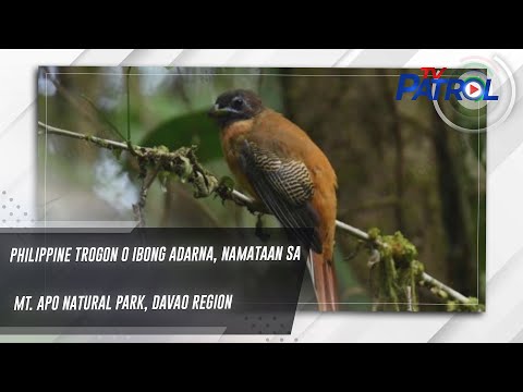 Philippine Trogon o Ibong Adarna, namataan sa Mt. Apo Natural Park, Davao Region TV Patrol