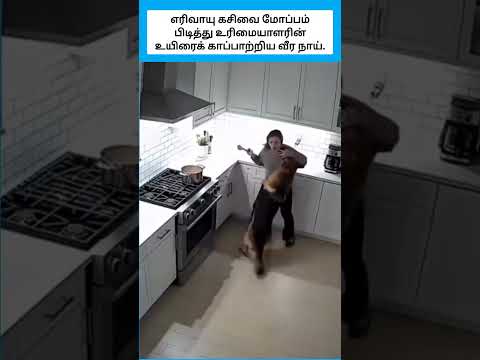 எரிவாயு கசிவை மோப்பம் பிடித்து உரிமையாளரின் உயிரைக் காப்பாற்றிய வீர நாய். #shorts