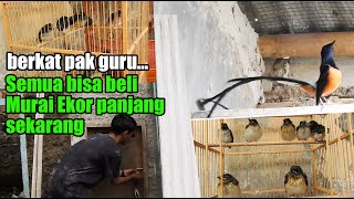 Download lagu NOT A SULTAN... BUT THIS ELEMENTARY SCHOOL TEACHER IN SUKABUMI CAN BREED LONG-TAILED MURAI THIS M... mp3