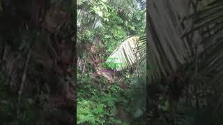 Download lagu KIJANG BESAR DATANG DUA SAAT DI SANGGONG DARI ATAS RANGON mp3