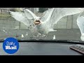 Hungry Seagull Takes An Entire Apple Pie Into Its Mouth