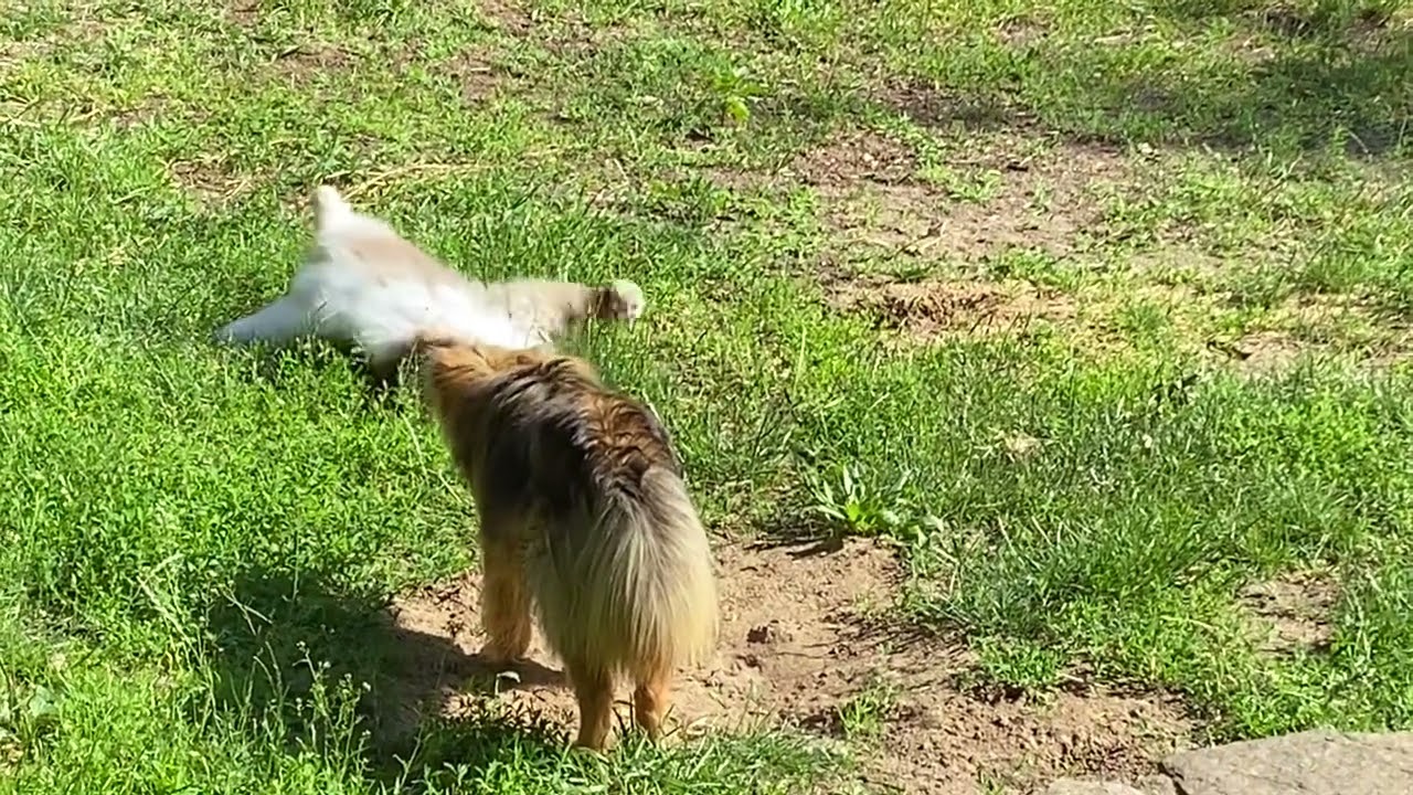 Umbrelka Kota na podwórcu z Lisu Gankowym…