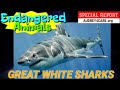 GREAT WHITE SHARKS | Special Report - Endangered Animals | Best Science for Kids