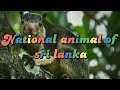 national animal of sri lanka 🇱🇰