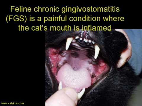 The importance of food in the treatment of feline chronic gingivostomatitis