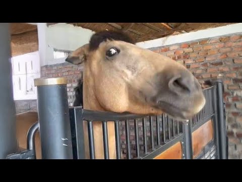 La vidéo la plus drôle sur les chevaux 2024