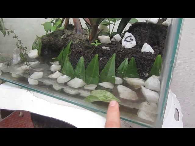 Vídeo relacionado con Terrario Acuático para Tortugas, Terrario Grande con Plataforma Solar, Recinto Multifunción para Tortugas, para Ranas Arborícolas Salamandras Cangrejos Cangrejos De Río Interior Hogar