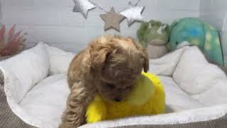 ハーフ犬の動画01