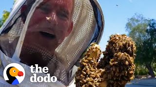 Guy Rescues Bees With His Bare Hands | The Dodo by The Dodo