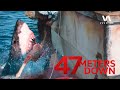 Woman Gets Leg Eaten By Shark 47 Meters Down Movie Clip 4K