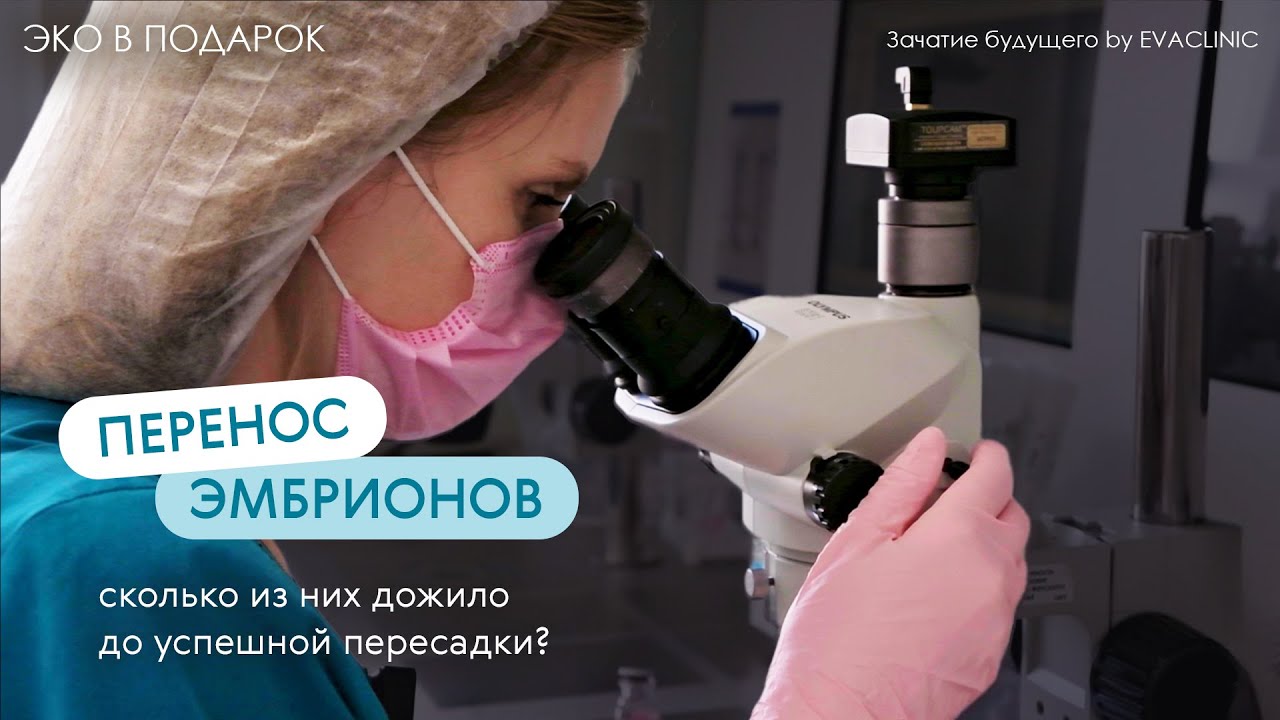 ЭКО в подарок: перенос эмбрионов. Сколько из них дожило до успешной пересадки?