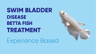 Swim Bladder Disease Betta Fish Treatment
