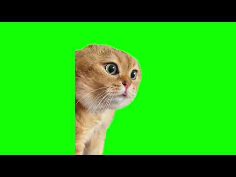 Green Screen Talking Cat Meme