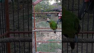 Download lagu terapi cucak ijo trotol dengan cepat jadi gacor mp3