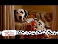 Anita S Little Surprise 7 15 Movie Scenes 101 Dalmatians 1996 HD