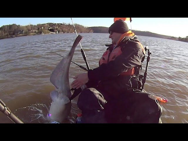 PIG ALERT!!! Huge Catfish Landed While Kayak Fishing