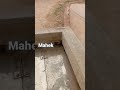 Indian Chandr Gho Dholavira India