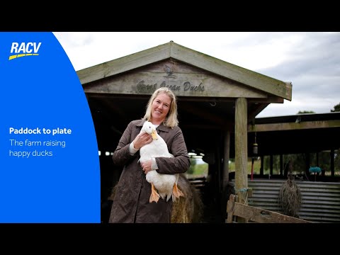 Paddock to Plate: free-range duck farming on Victoria’s coast | Great Ocean Ducks