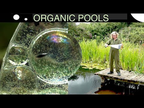 How to get rid of algae without chemicals in an...