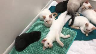 Rescued Flame point Siamese kittens purring like crazy “Powers 5”