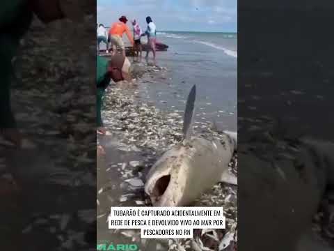 Tubarão de 1,5 metro é capturado por rede de arrasto e salvo por pescadores em Galinhos, RN