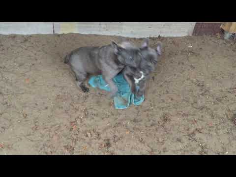 Michele and Etienne 5 months old French Bulldog puppies