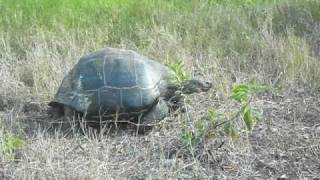 Mr Hare - hang your head in shame