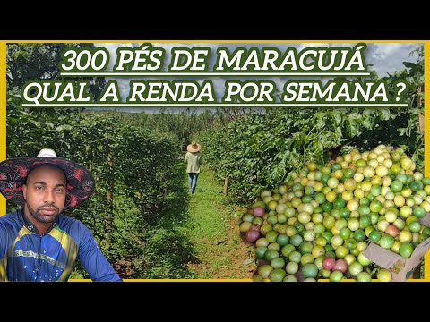 WHAT IS MY GROSS INCOME PER WEEK FROM 300 PASSION FRUIT TREES? #agriculture #agro