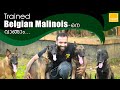 Belgian Malinois Dogs | Belgian Malinois Malayalam | Belgian Malinois Review | Dog farm malayalam