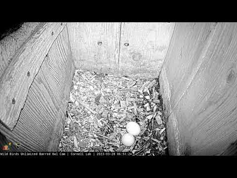 Barred Owl Shows Off Her Eggs During Incubation Break | March 28, 2023