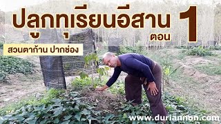 ปลูกทุเรียนอย่างไร..ในภาคอีสาน