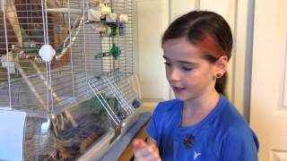 How to Tame Your Budgie (parakeet), Part 2