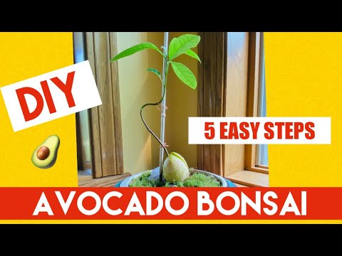 DIY EASY Avocado Bonsai - Avobonsai - How to make an avocado bonsai at home in 5 steps