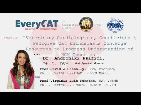 Veterinary Cardiologists, Geneticists & Pedigree Cat Enthusiasts Converge Resources to Progress Unde
