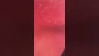 Video preview image #1 Mutt Puppy For Sale in Webster, WI, USA