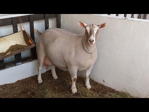 EXPOSIÇÃO DE ANIMAIS EM CAMPINA GRANDE-PB 56° EXPAPI SANTAINÊS, WHITE DORPER, SAANEN E TOGGENBURG 