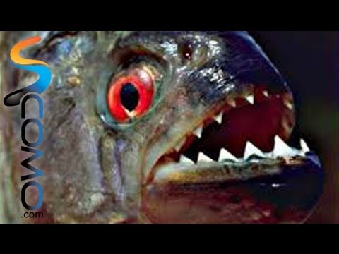The Piranhas