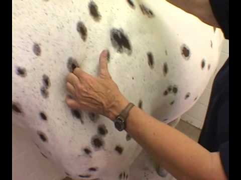 Lymph Nodes and Glands: Physical Examination of the Horse