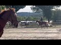 Hongre 4 ans sf par Quabri de L'isle